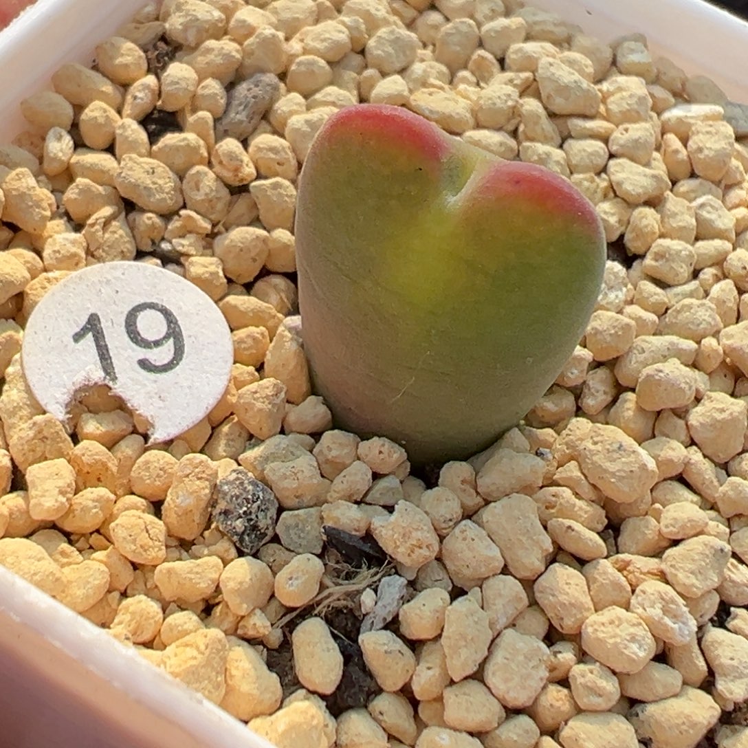 多肉植物111111111111