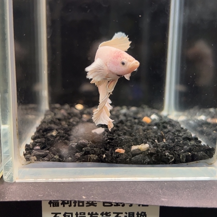 斗鱼竞拍跑单拉黑23日21