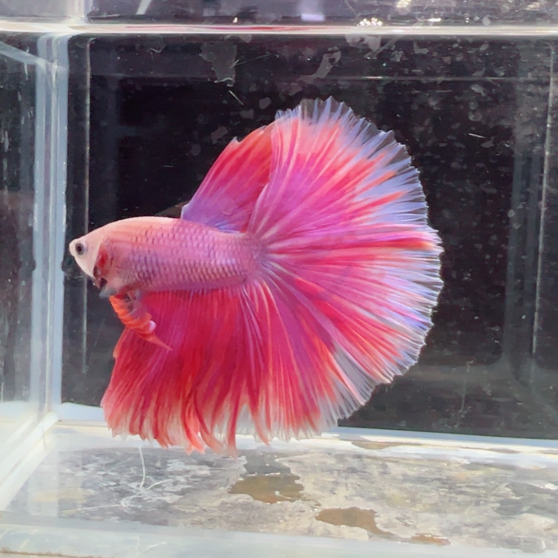斗鱼浅色特殊尾hhhh