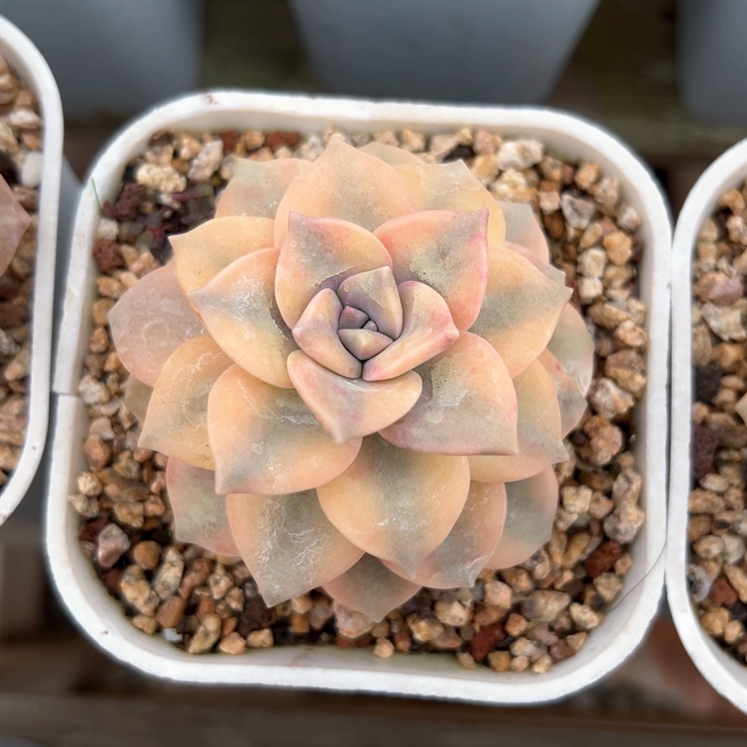 紫乐锦掉叶片（满38包邮）多肉