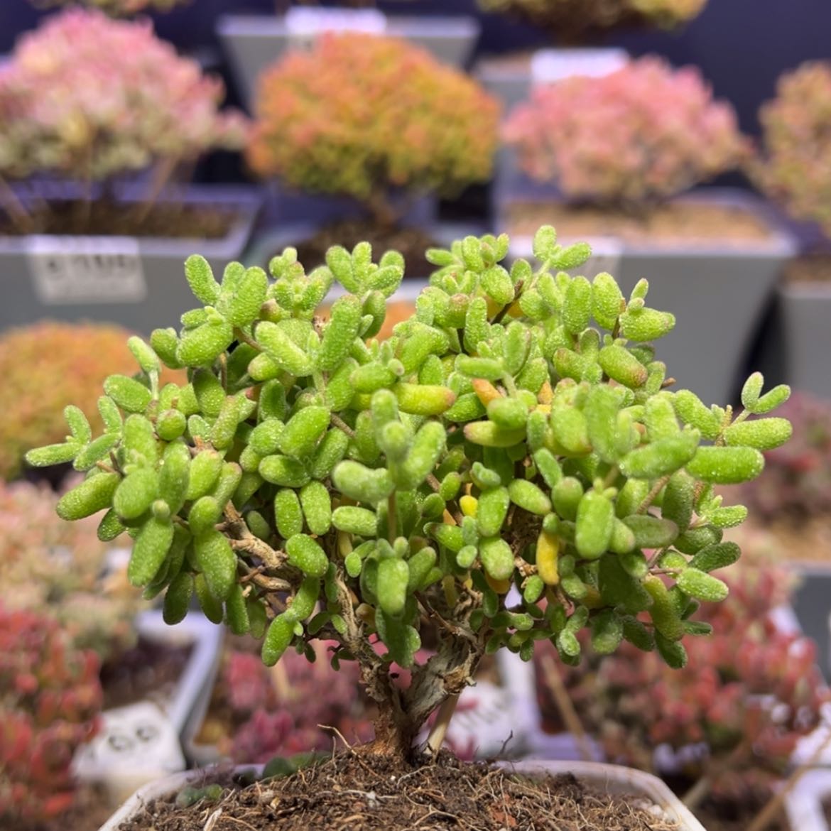 【闪购商品】e107糖球白糊斑锦冠幅8cm