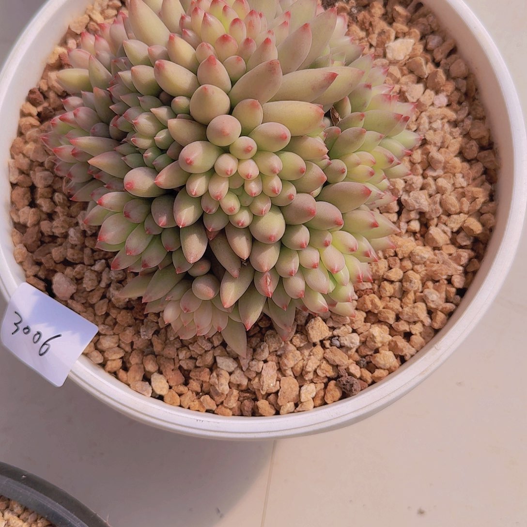 笑***尘3006言子多肉植物