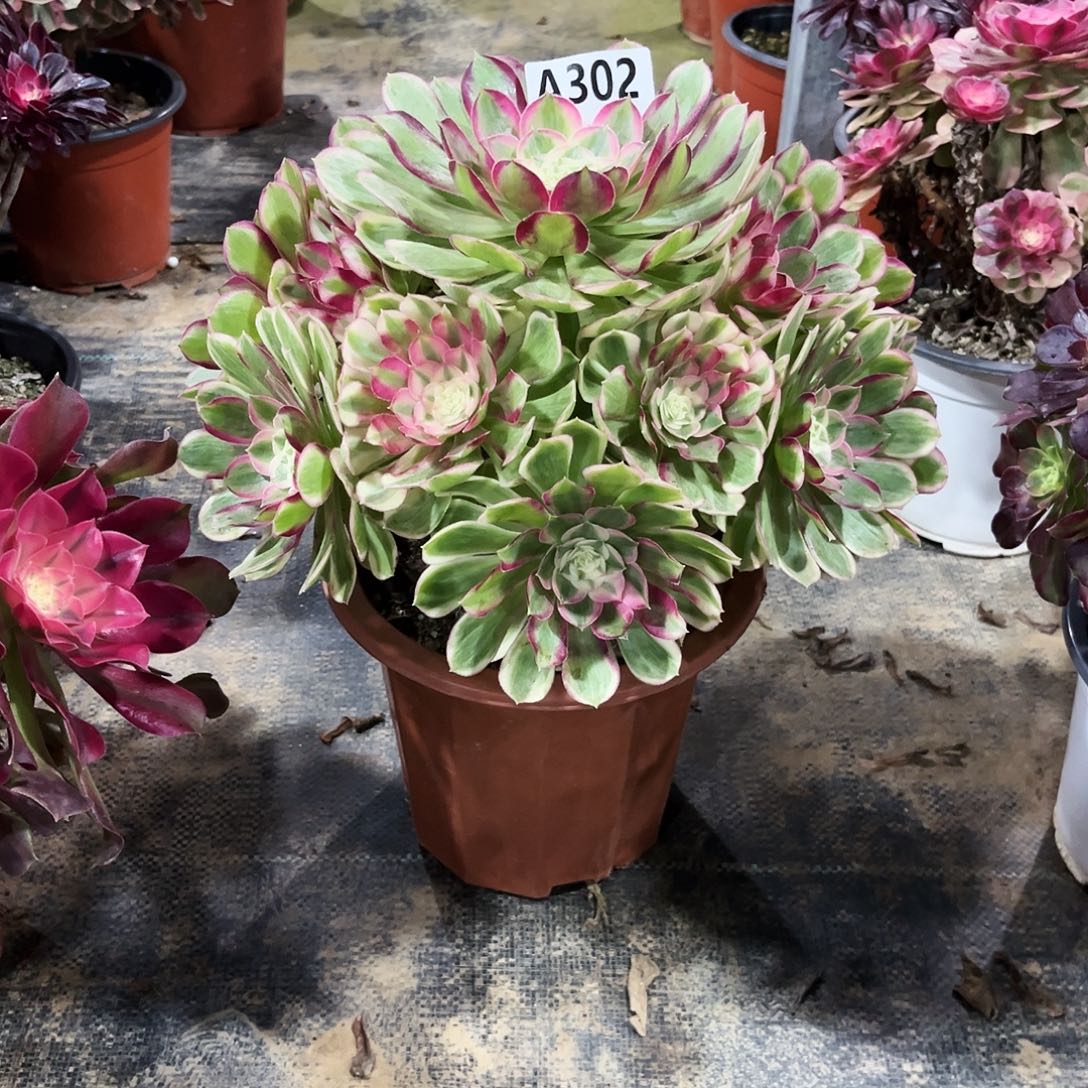 多肉植物孔雀翎302多肉