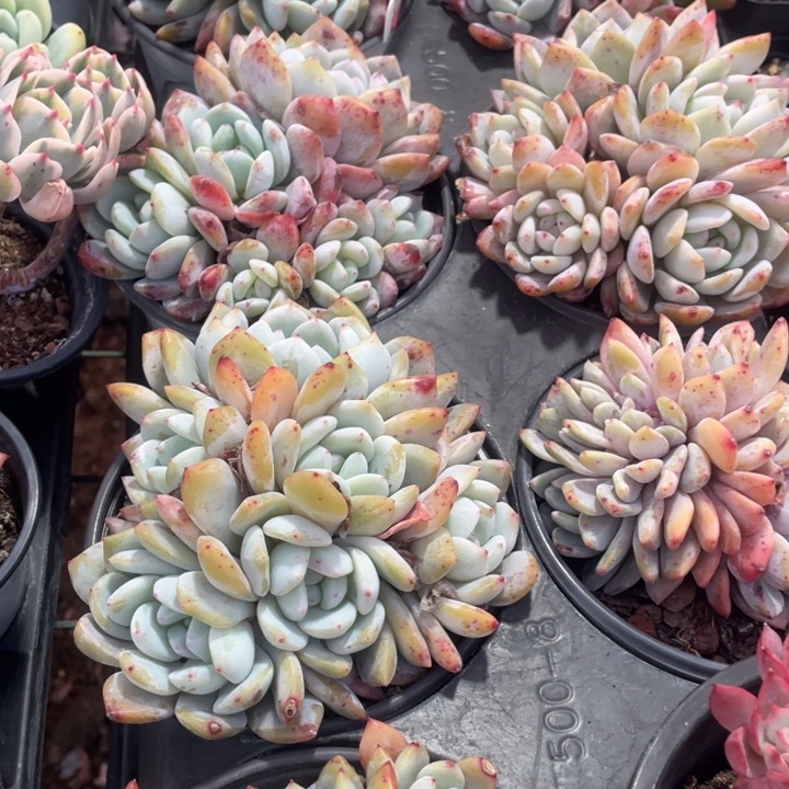 韩橙20一盆8888888