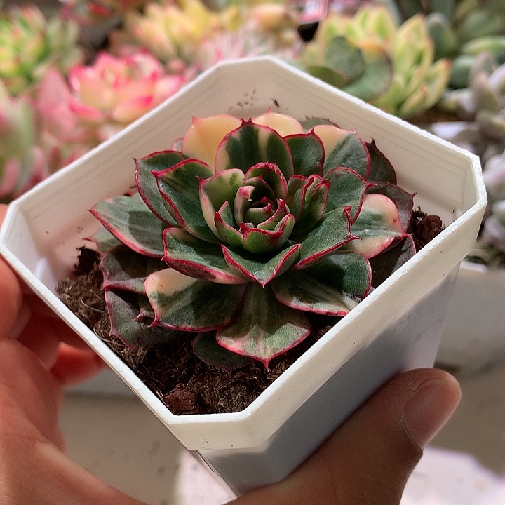 斗牛士锦拉丝锦锦锦