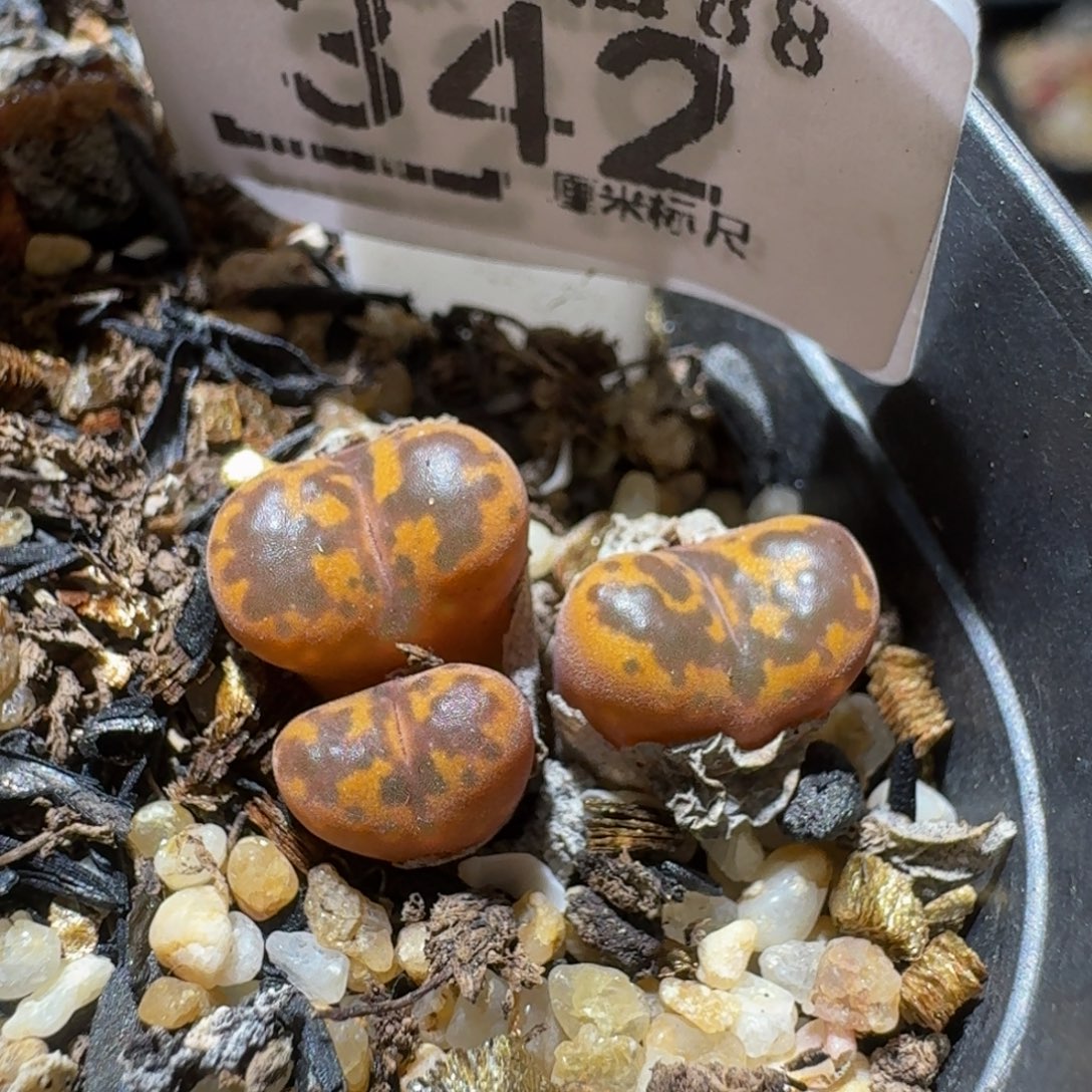 Ssss精品生石花342