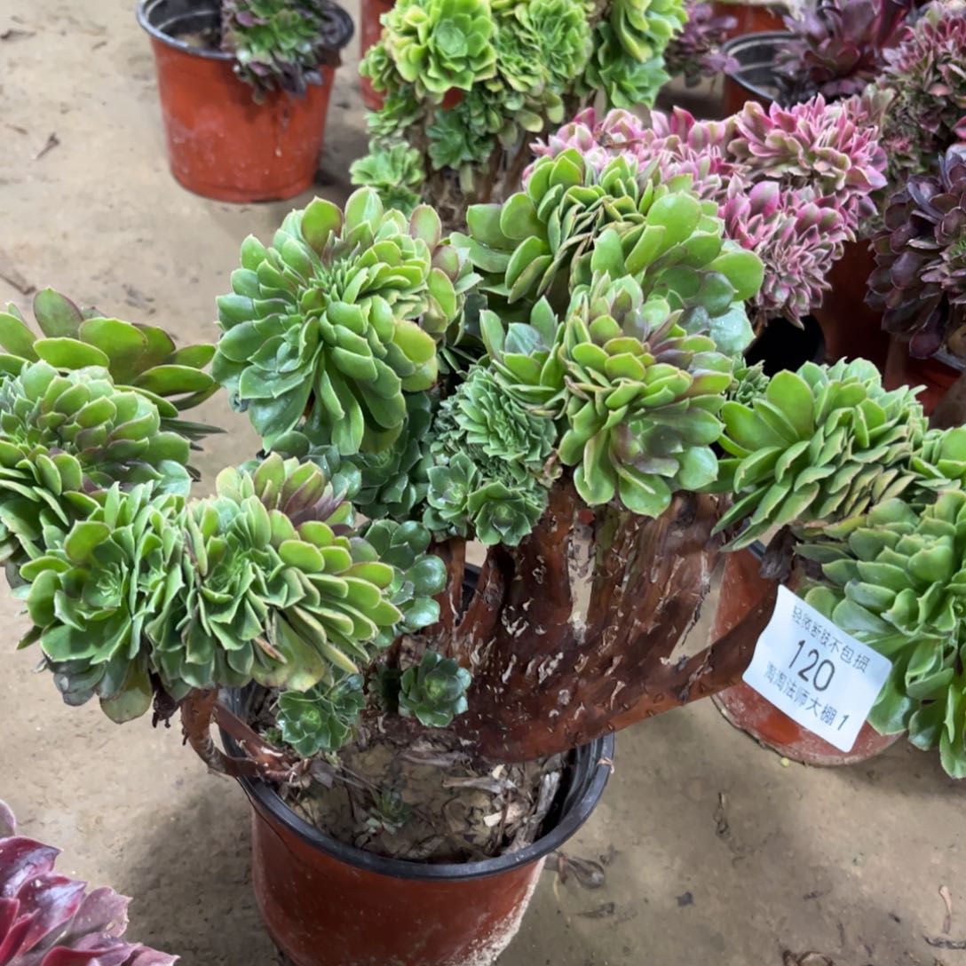 120万圣节缀化多肉植物法师