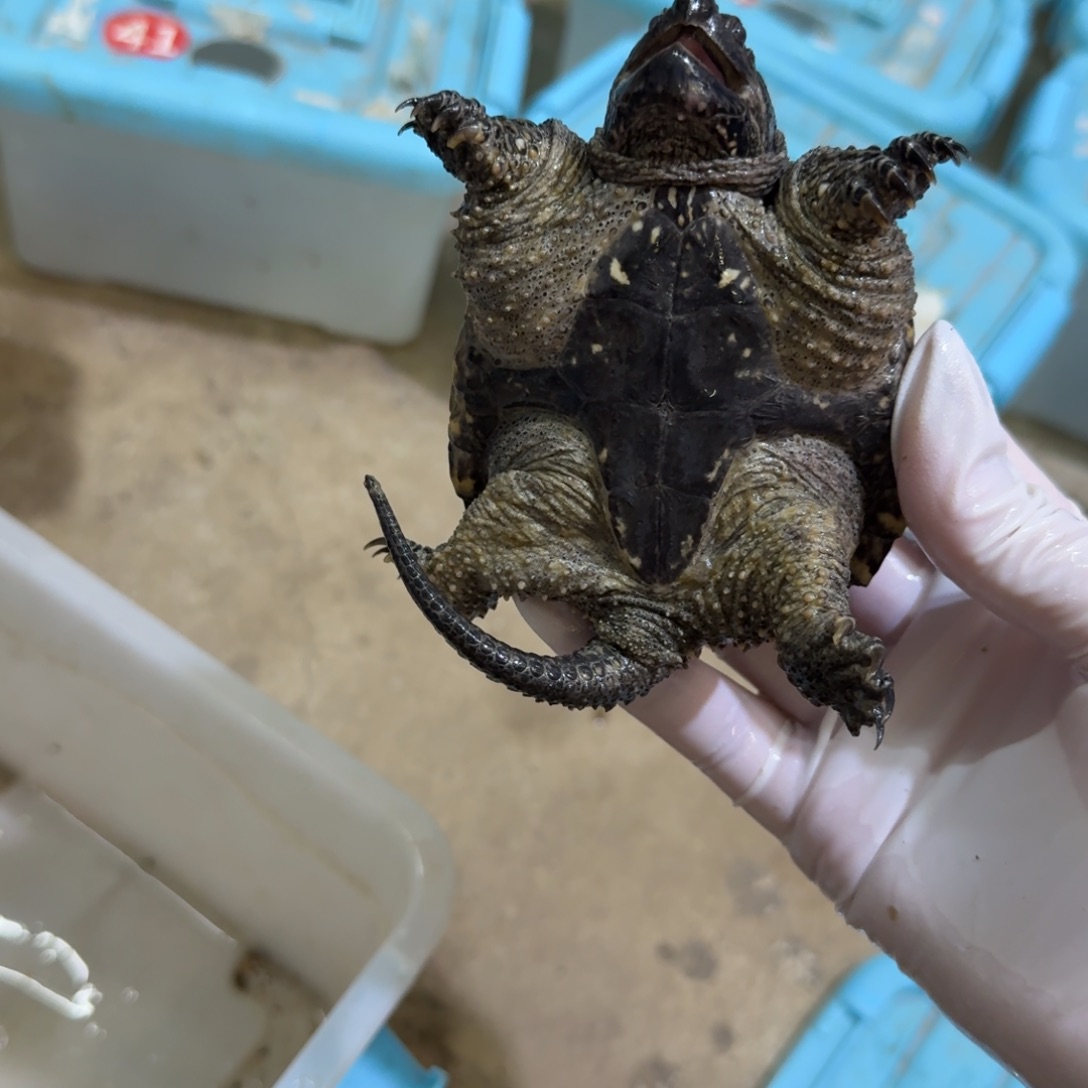 *****公母搭配小鳄龟编号45