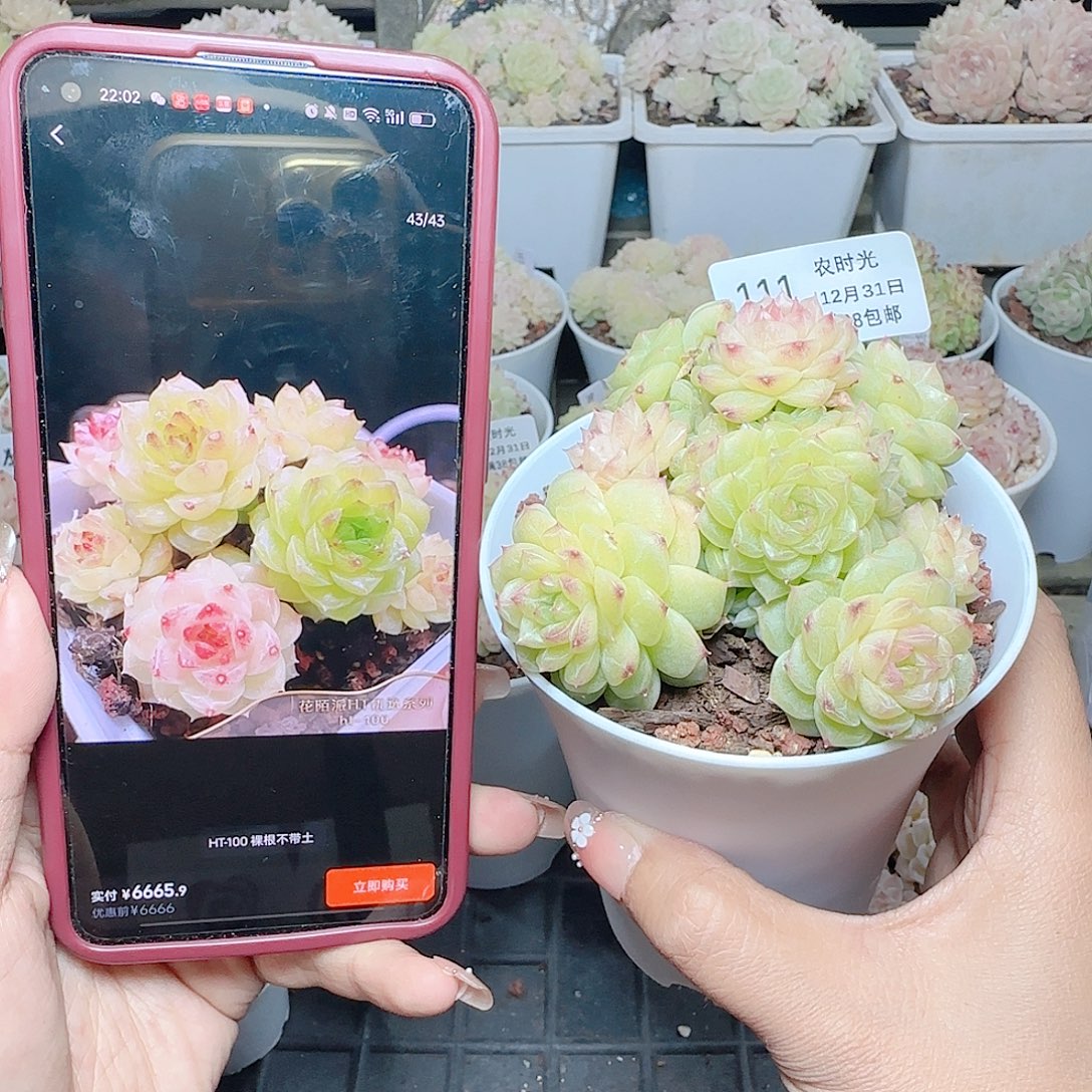 1231-111ht-100麦杆