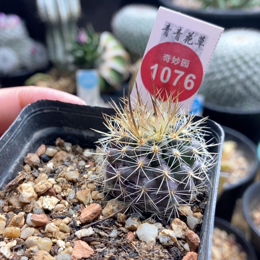 实生狂刺智利球3.1cm一棵仙人球