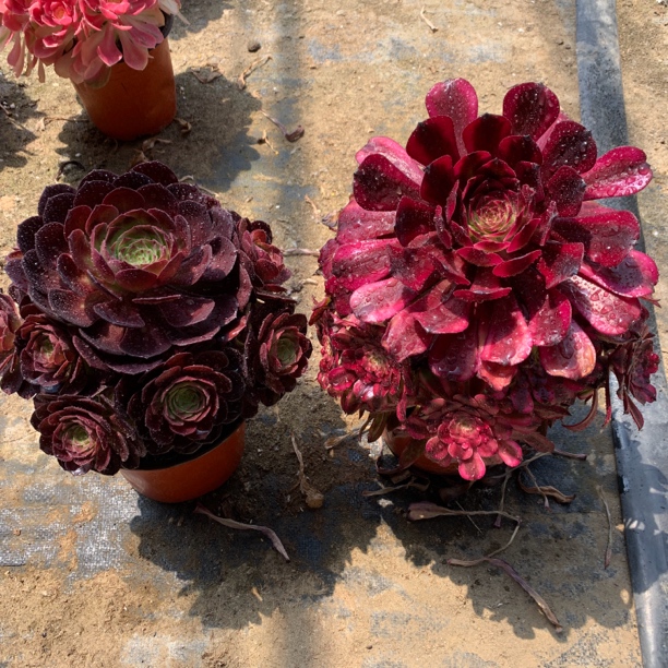 一棵赤焰莲一棵美姬多肉法师组合带土球大货不带盆