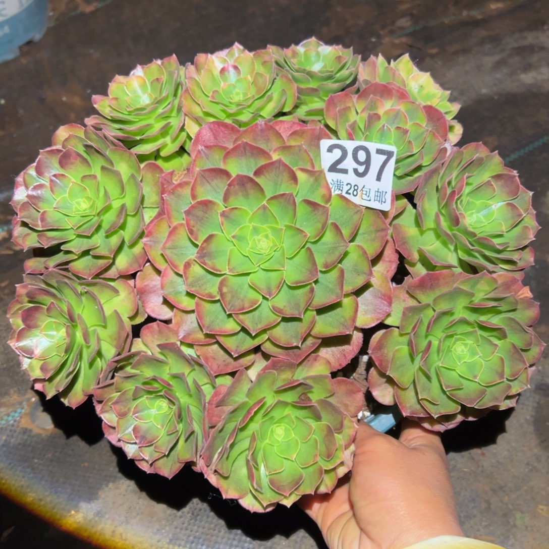 多肉植物297脱土的