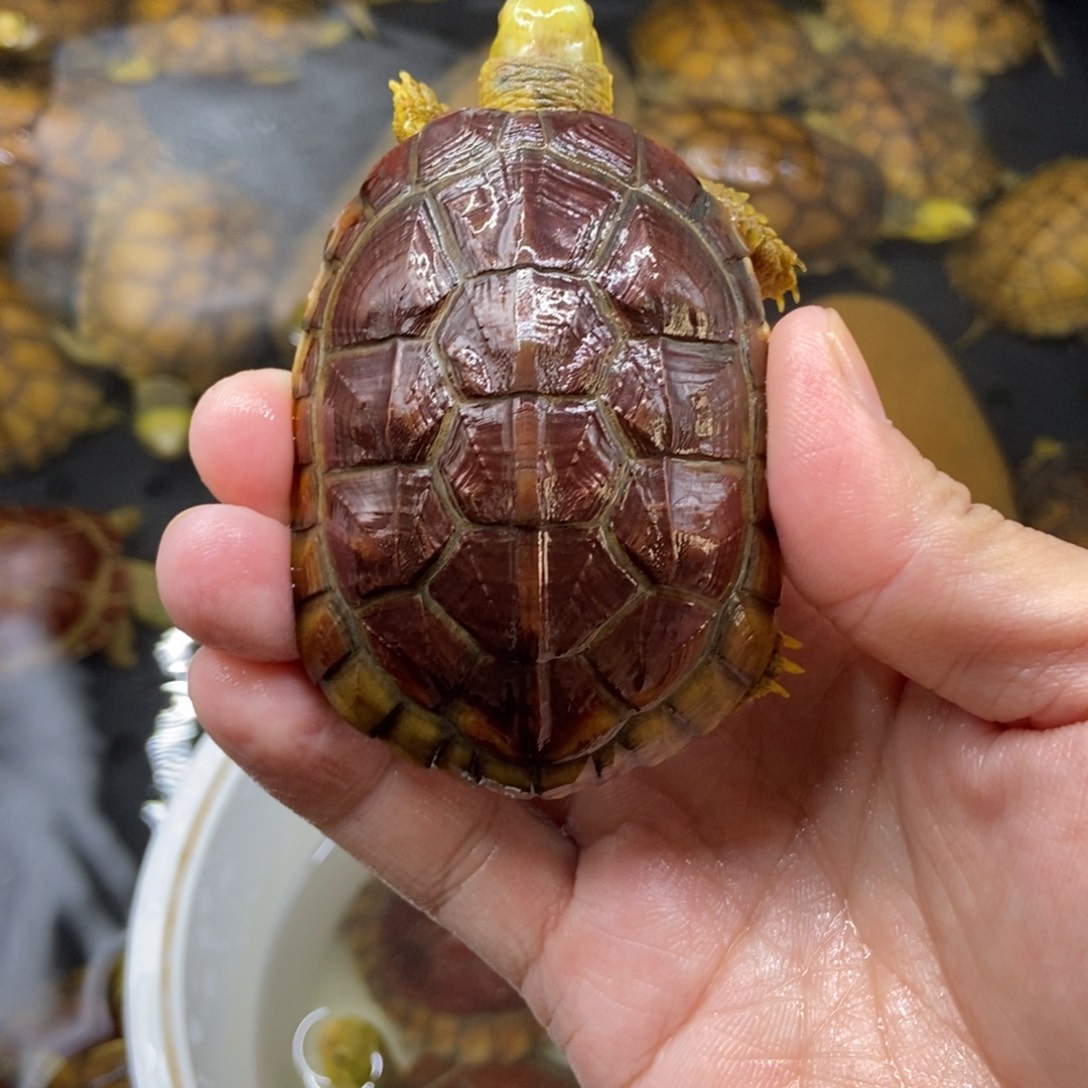 一***）公绿毛龟水锈小青