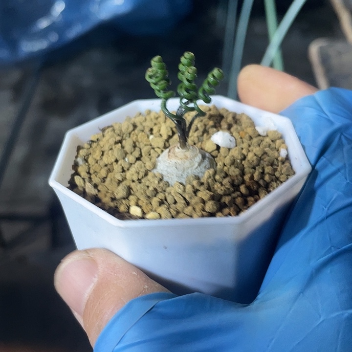 八***娃621钢丝弹簧草块根