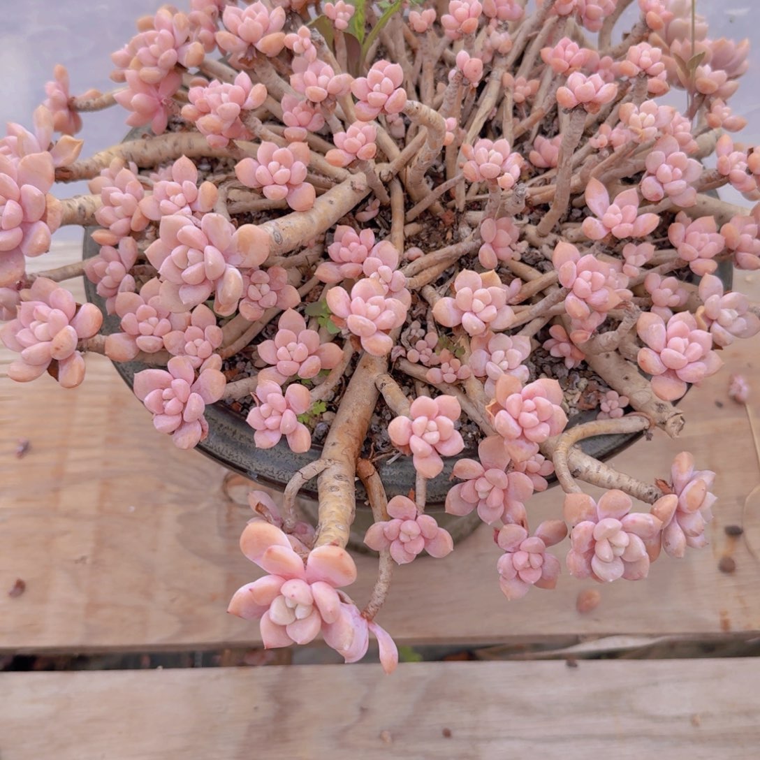 9135克洛伊凡艺多肉