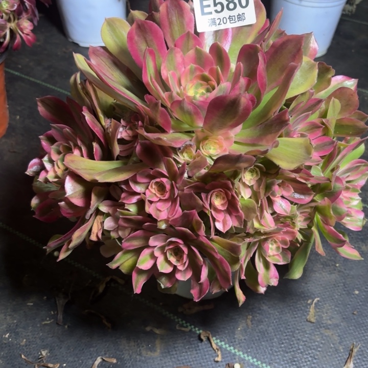 瑞妈一物一拍580