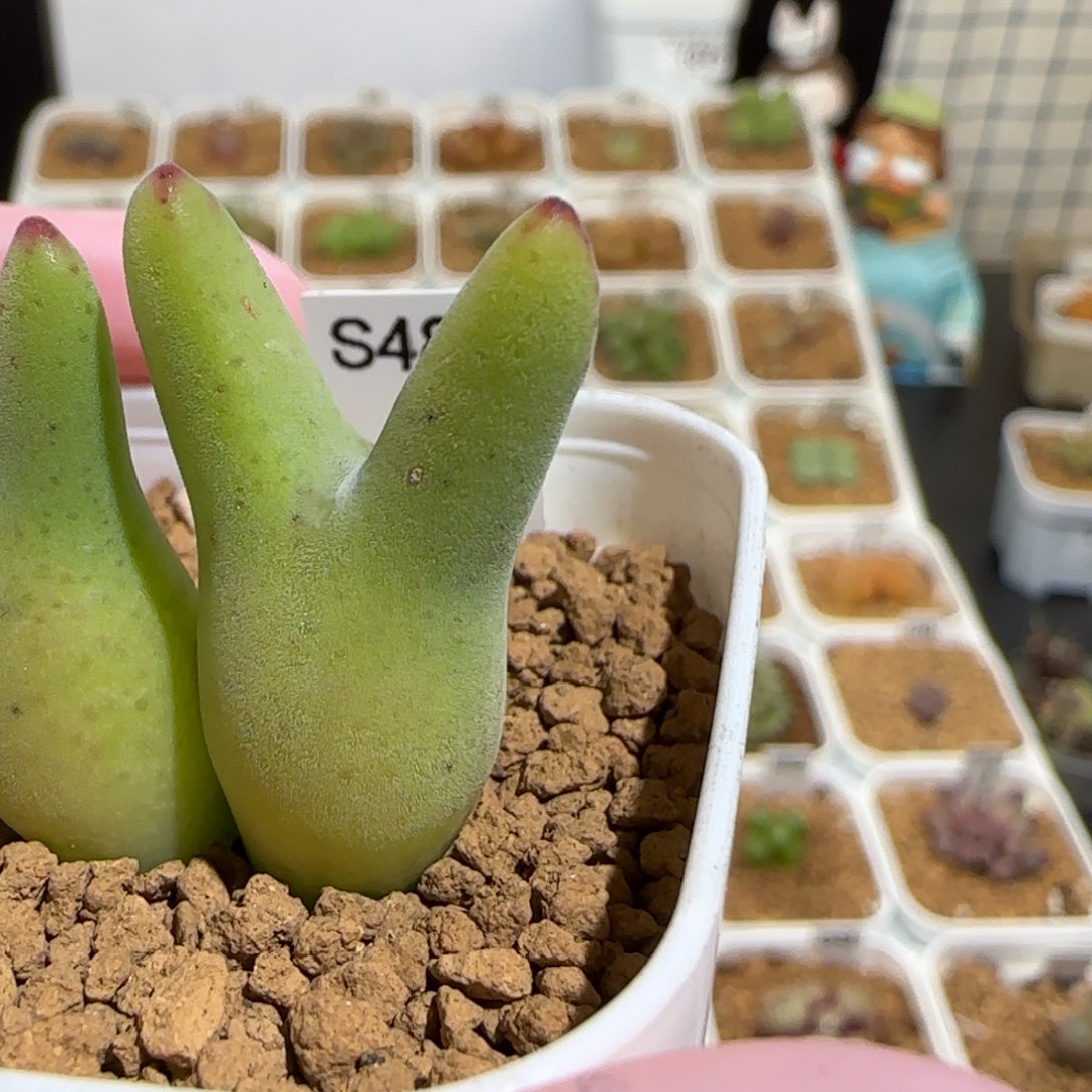 用***我肉锥多肉植物组合-1427