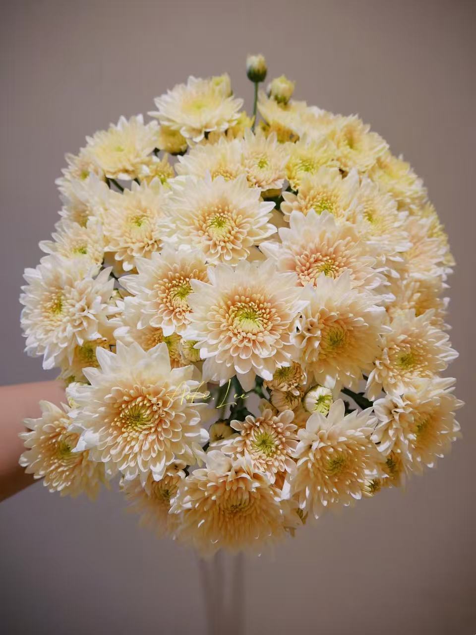 【香草沙拉】多头鲜花小菊云南昆明基地直发精品鲜家庭水养插花