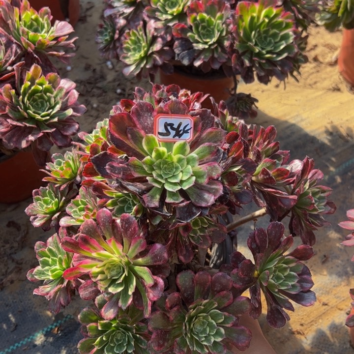 紫烟多肉微瑕多肉植物5-44