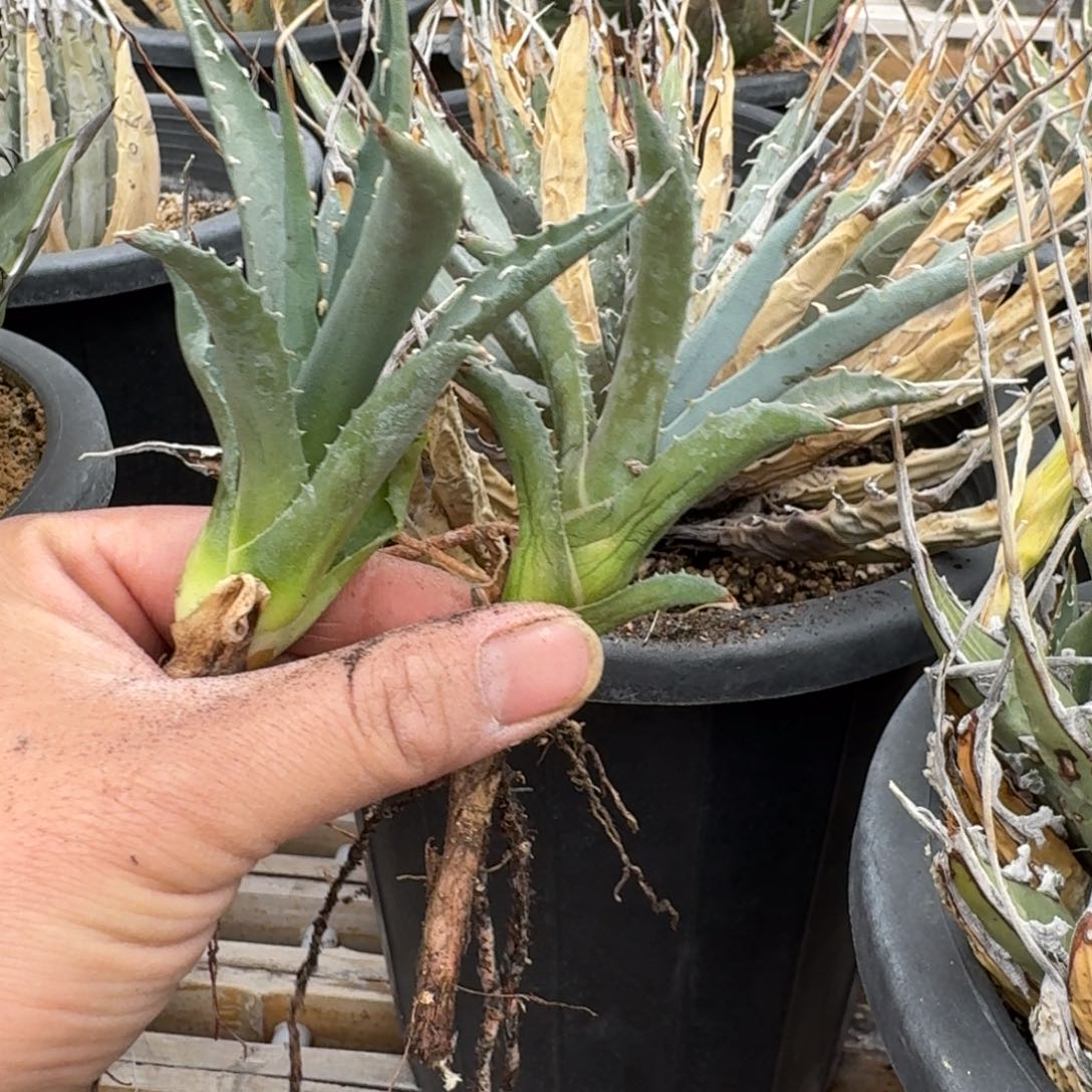 曲刺妖炎侧芽龙舌兰多肉植物