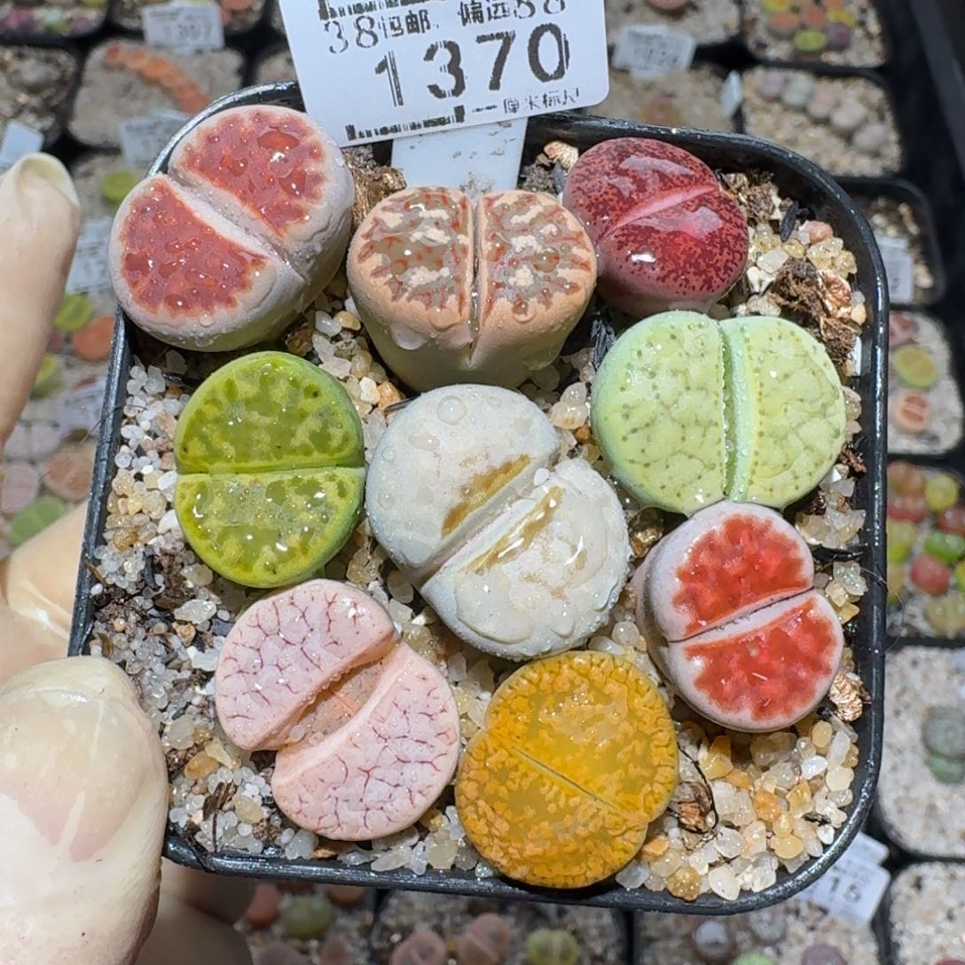 zzz精品也福利1370大彩拼