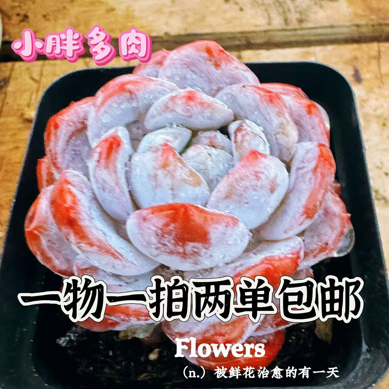 小胖多肉1号链接