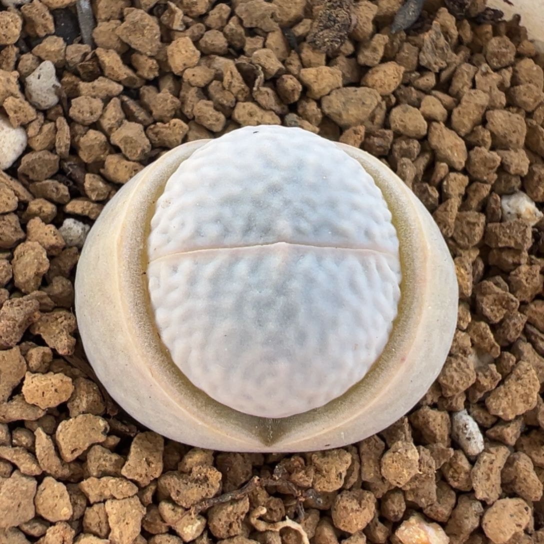 652多肉植物种类多样