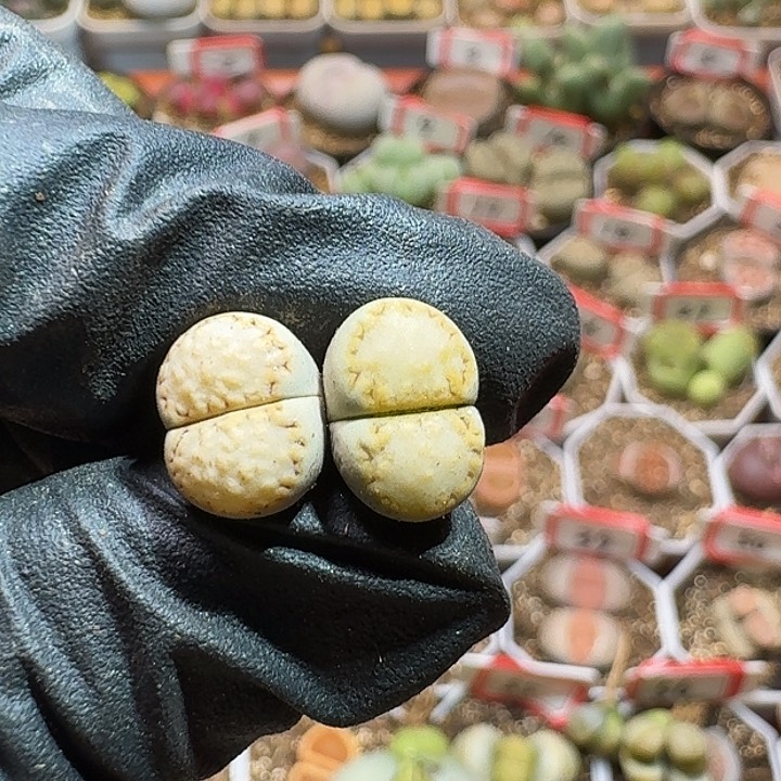 生石花233:：。 126