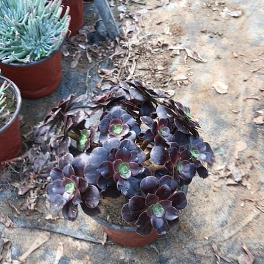 医***心欧紫法师000000015