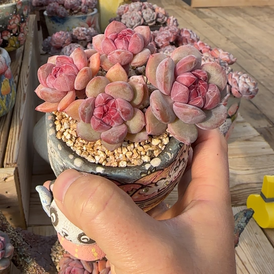 佳***梦佳期突尼斯发货多肉