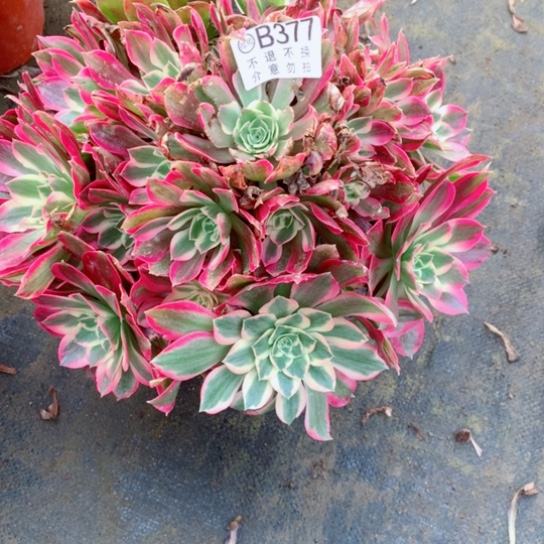 多肉植物女巫377