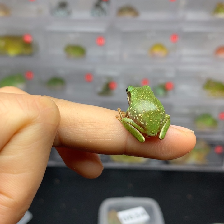 角蛙G*哒6195树蛙