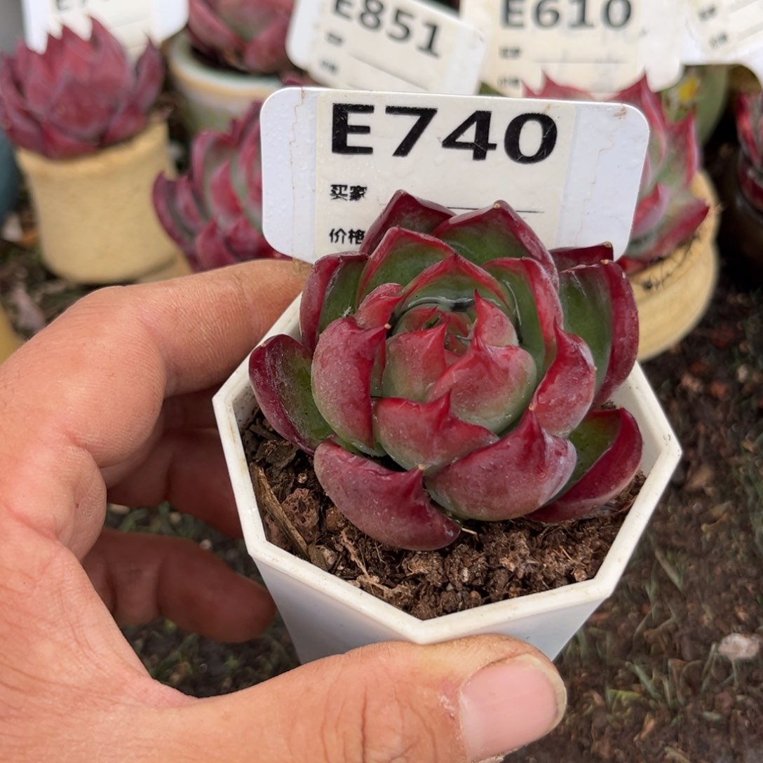 惊鸿一瞥740号多肉