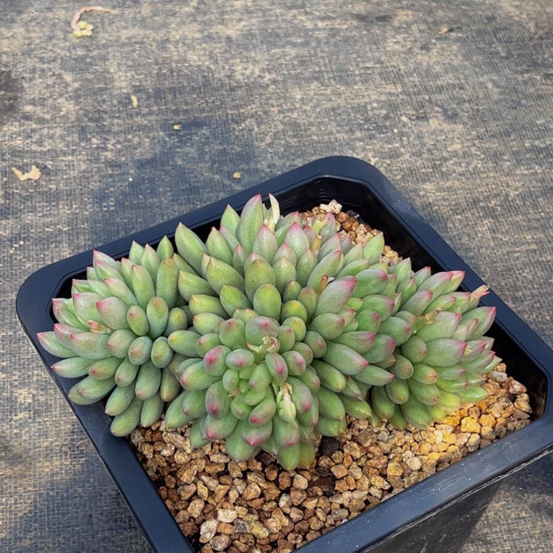 2436号上午多肉植物群生多肉