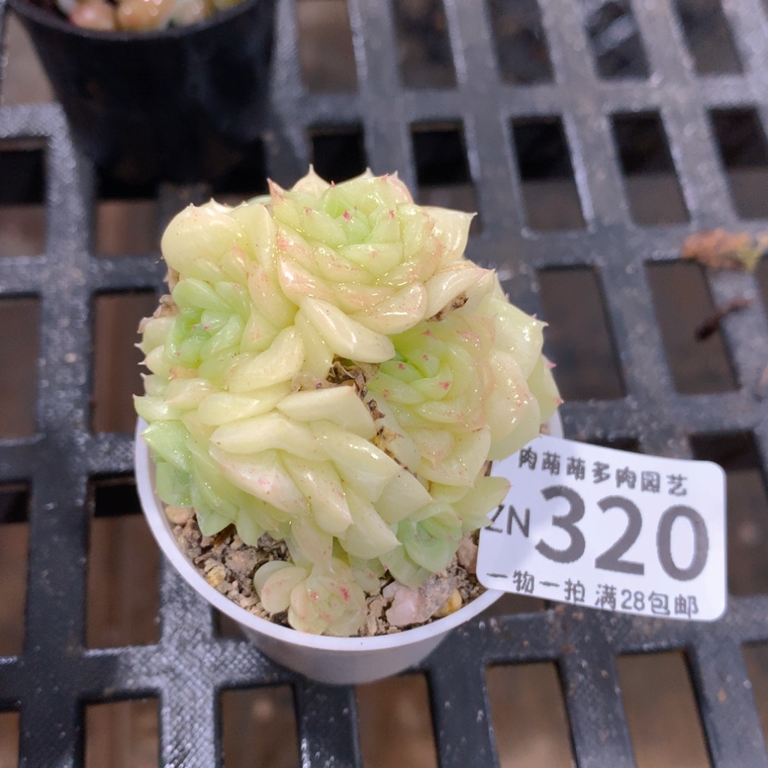 肉萌萌拇指盆精控多肉ZN320