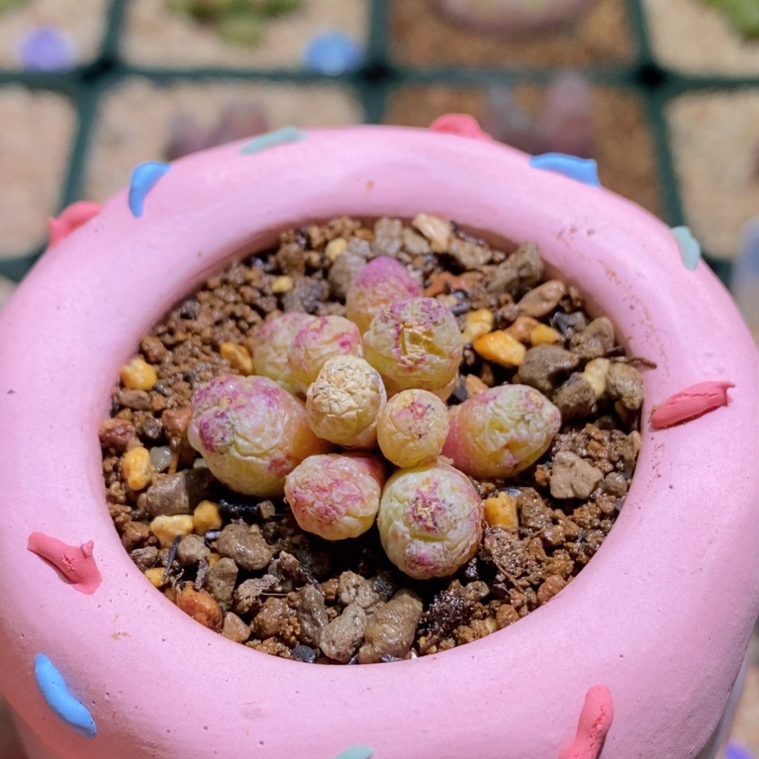 福利带盆草莓banm好看好看