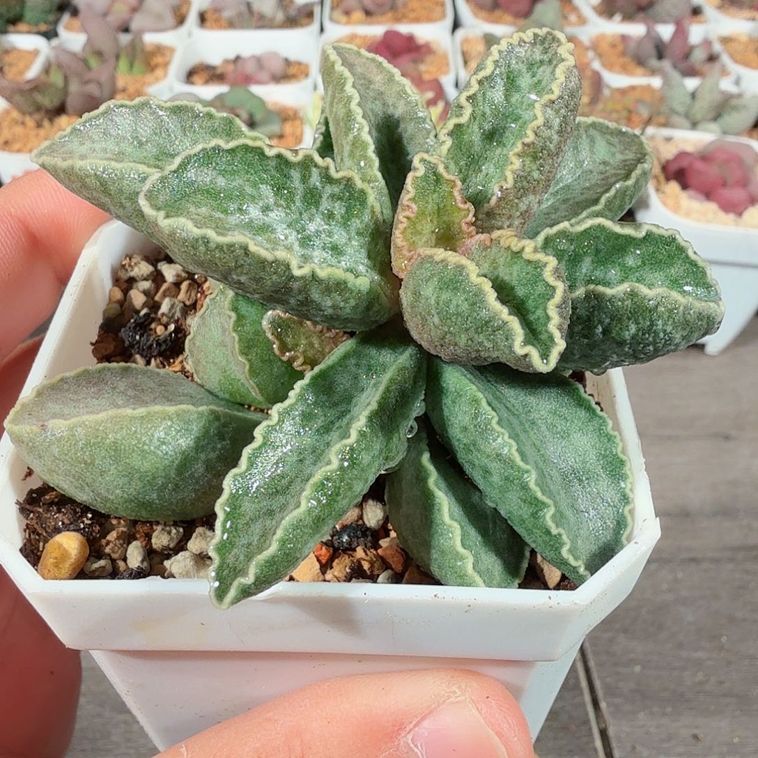 鲍鱼               