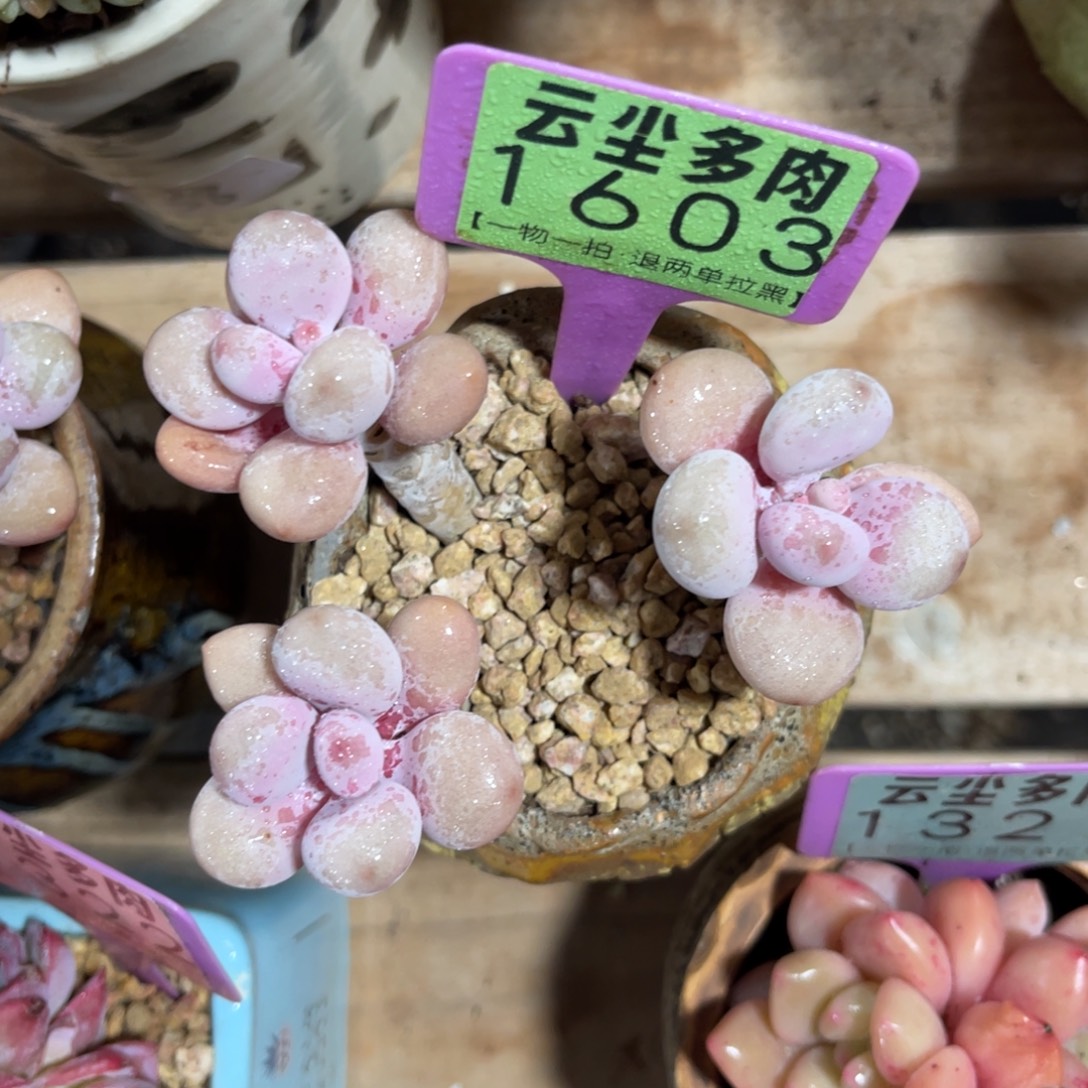 是***啊云尘多肉一物一拍不含盆1603