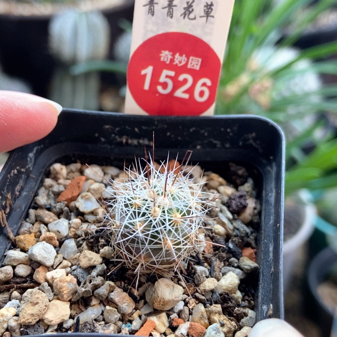 实生璇玉一颗仙人球