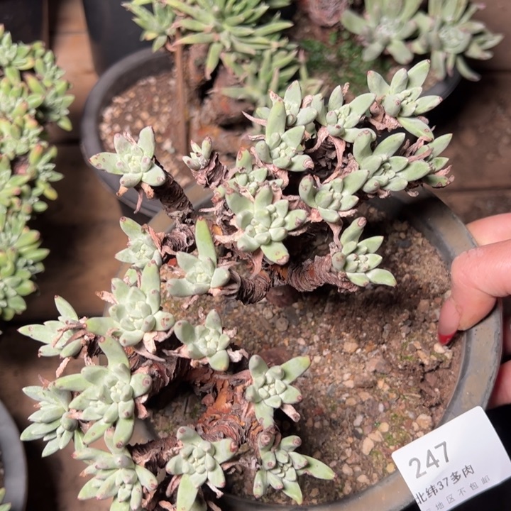 247哈哈哈哈哈哈哈哈