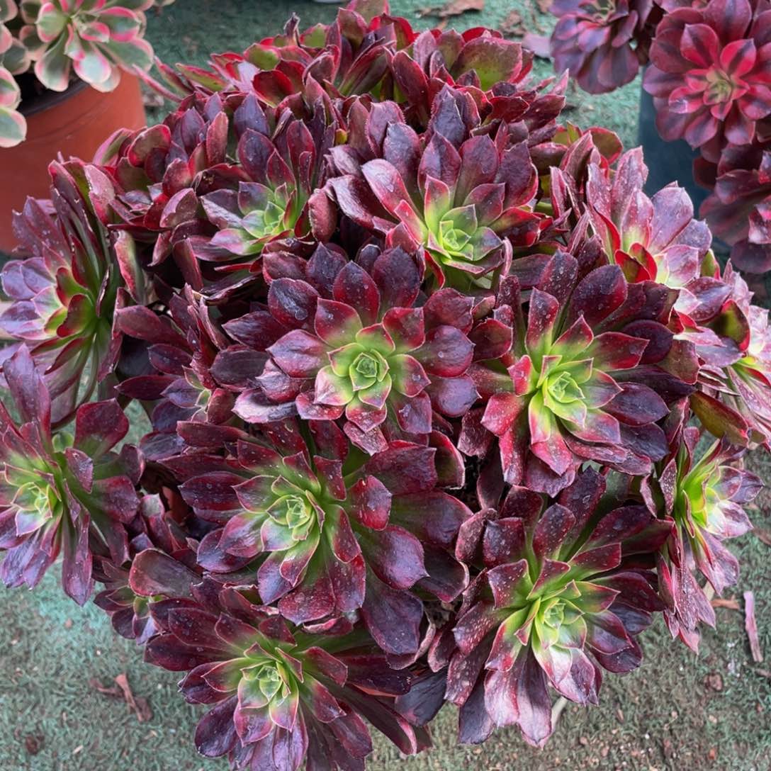 344安娜彩虹锦精品法师老桩