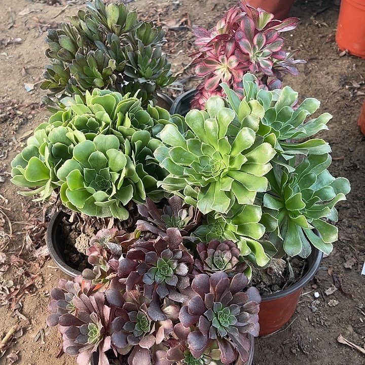5棵玫瑰玫瑰玫瑰玫瑰