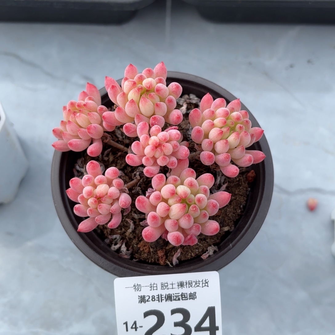 烟花老桩多肉多肉多肉