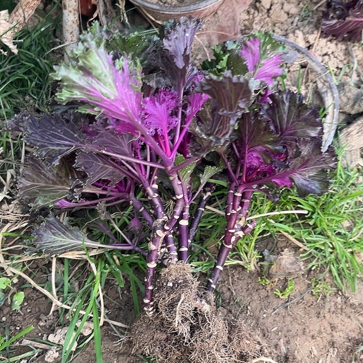 亮叶水晶组合六颗