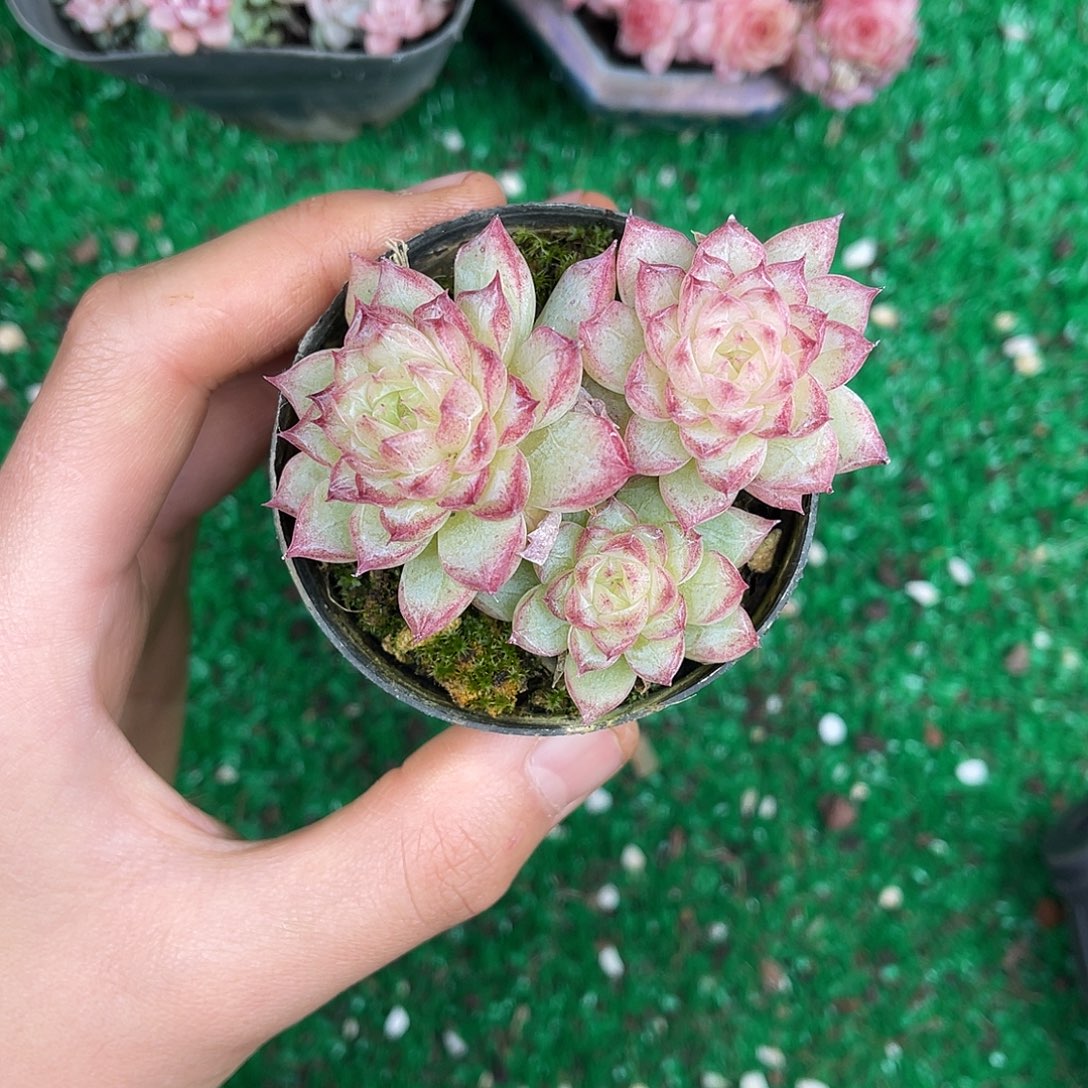 多肉植物一物一拍2-76