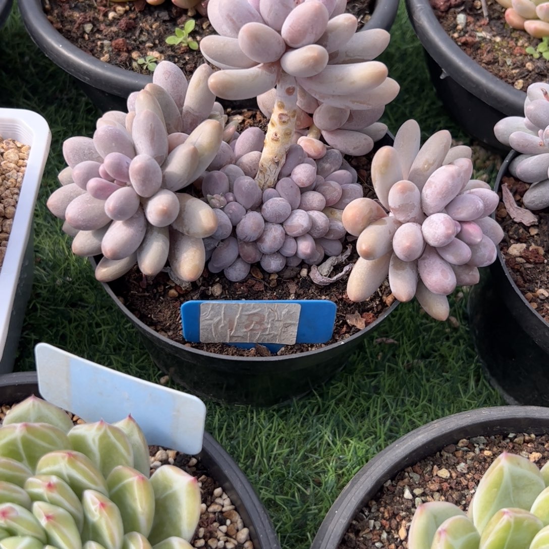 汤圆多肉植物保护