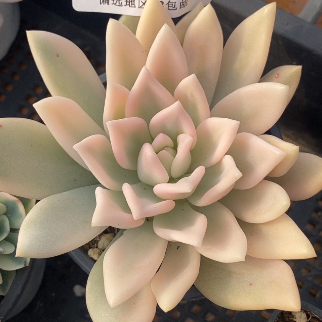 566奥普琳娜锦宽锦边