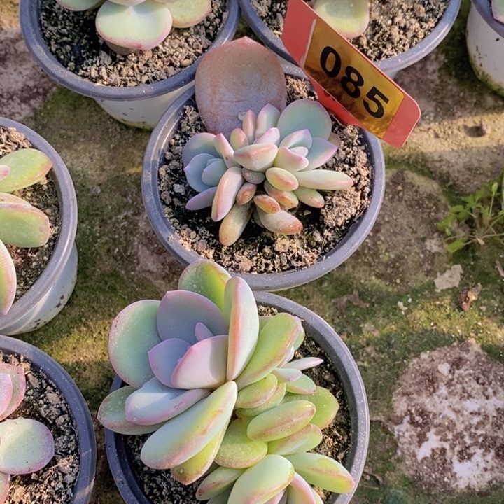 055号奶茶3头两颗