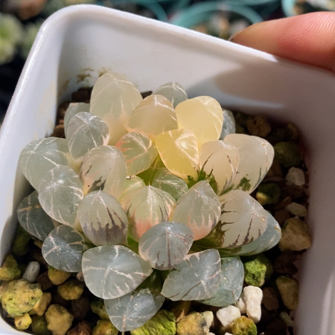 一颗实生玉露锦 特价