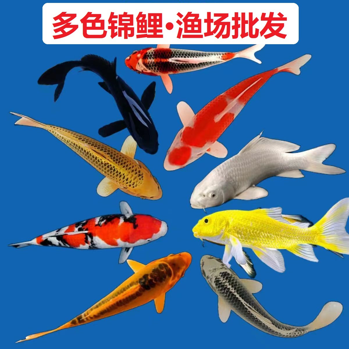 锦鲤活鱼好养易活大型红白三色高档淡水冷水观赏鱼